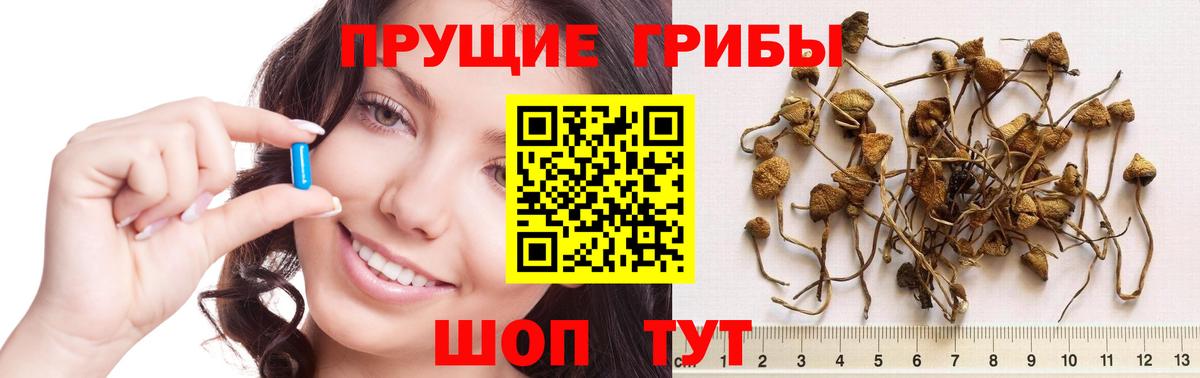 Галлюциногенные грибы Psilocybine cubensis Ульяновск